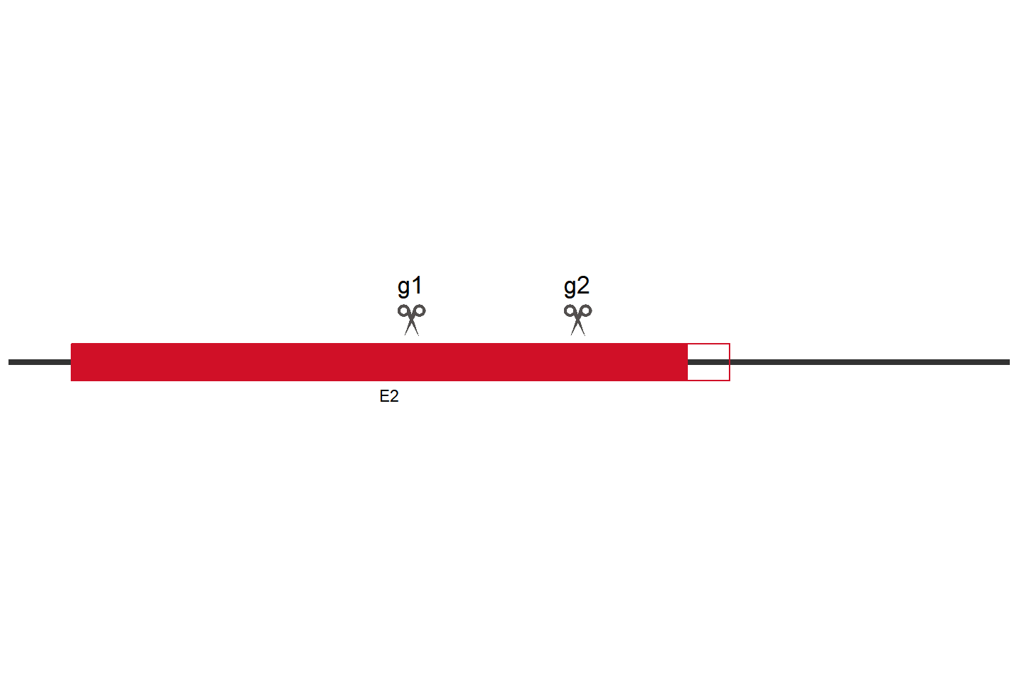 GPR155 Knockout cell line (A549) Target region