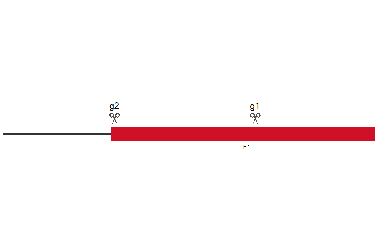 OR4C45 Knockout cell line (HEK293) Target region