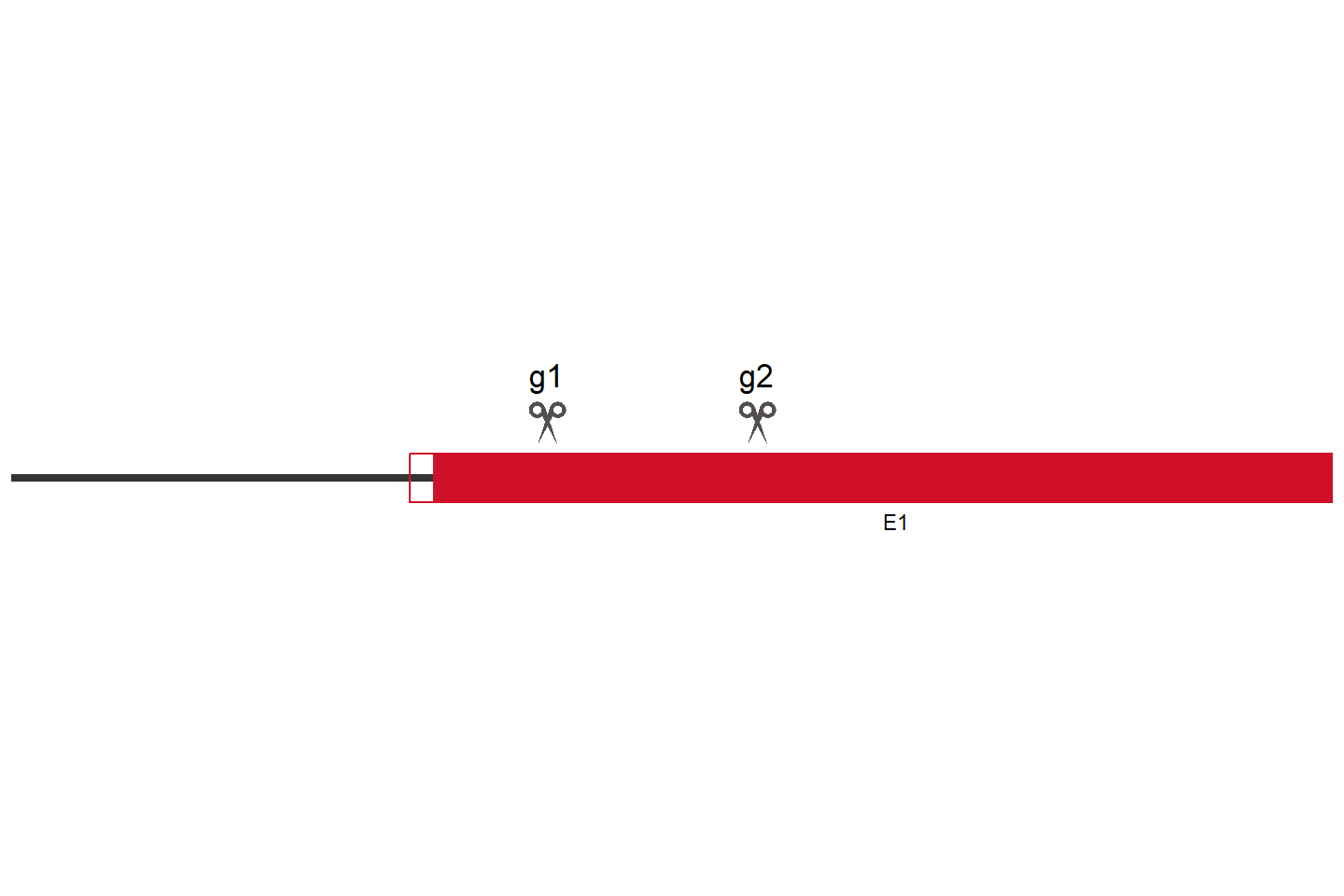 EIF2S3B Knockout cell line (HEK293) Target region