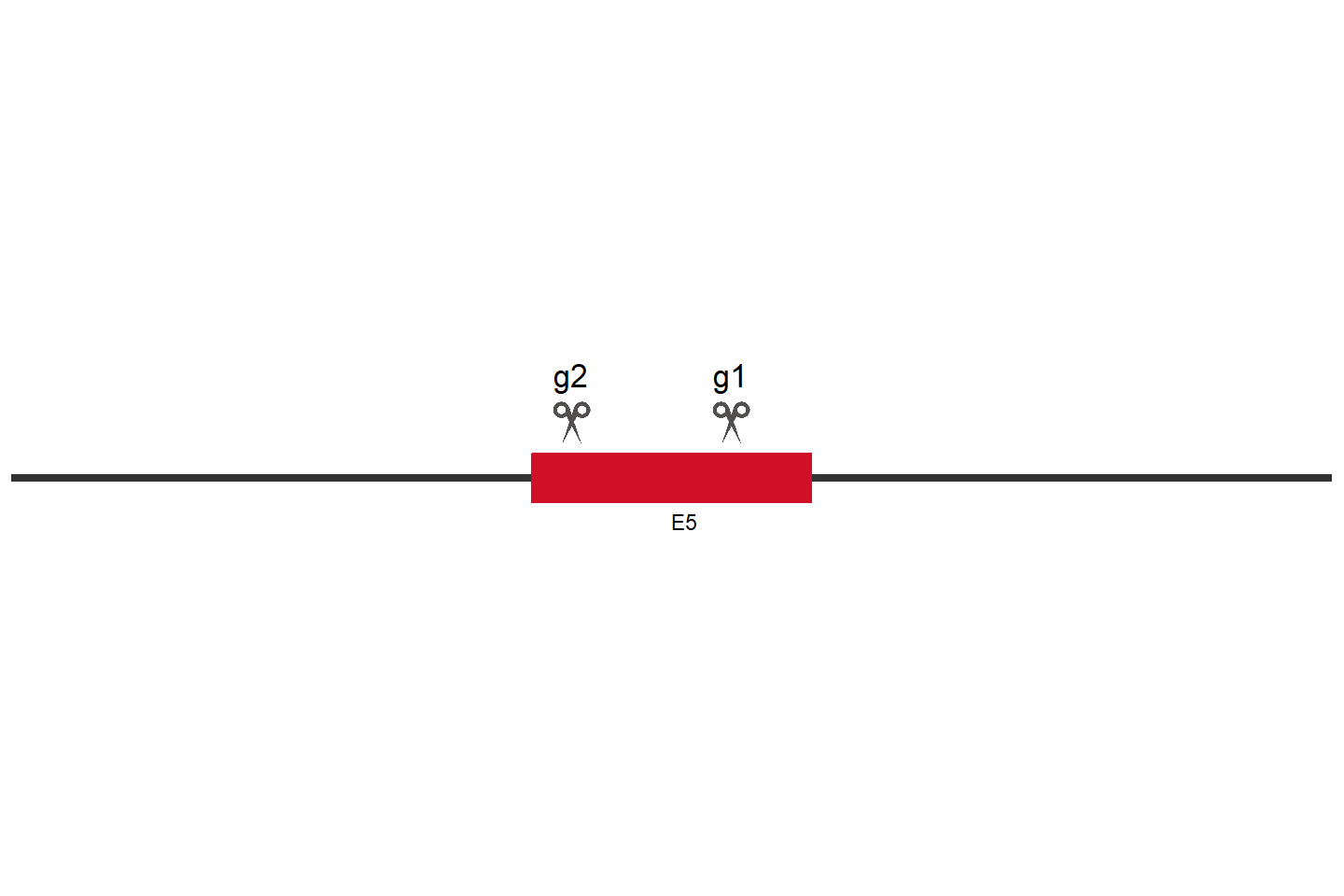 SHFL Knockout cell line (A549) Target region