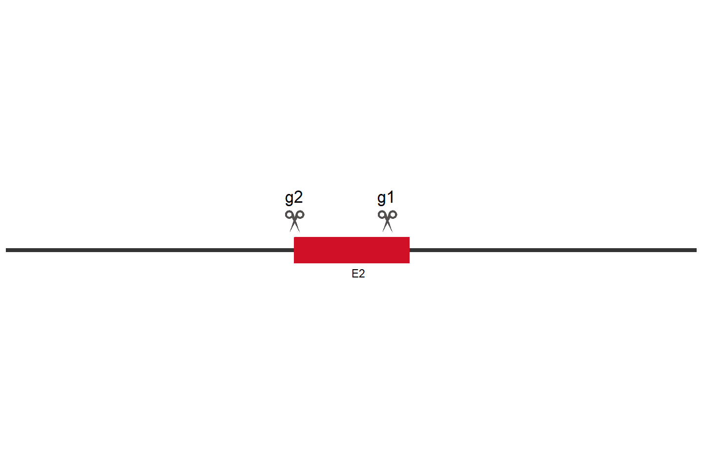 LRP8 Knockout cell line (HEK293) Target region