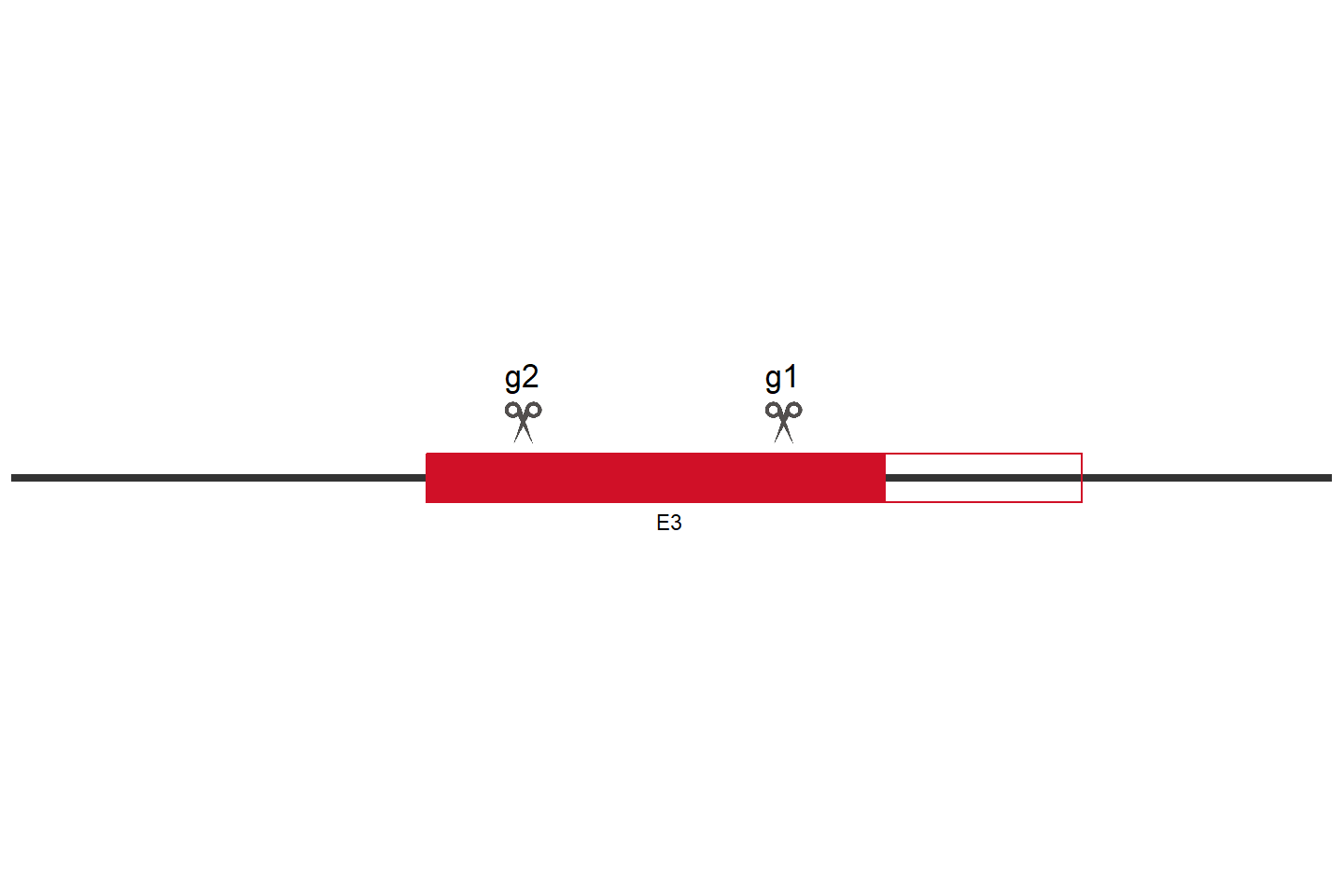 SLC38A7 Knockout cell line (HCT 116) Target region