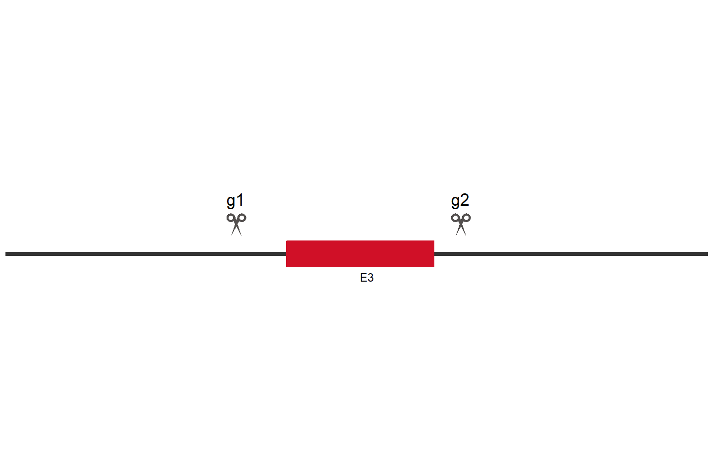 APOE Knockout cell line (A549) Target region