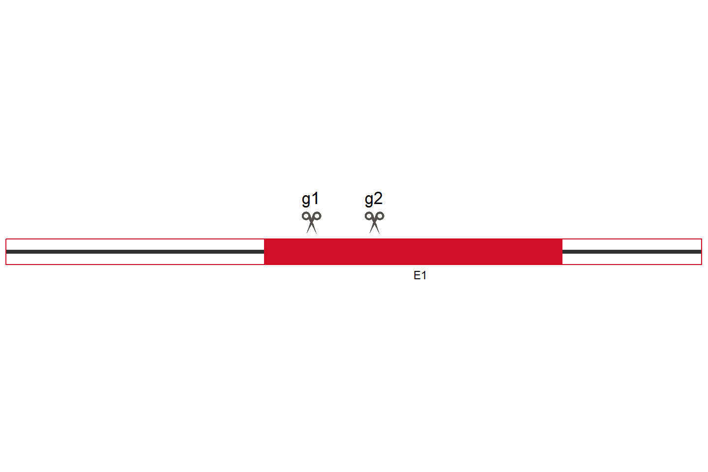 ATXN7L3B Knockout cell line (HEK293) Target region