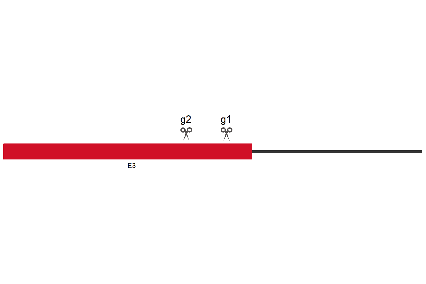 BATF2 Knockout cell line (HCT 116) Target region