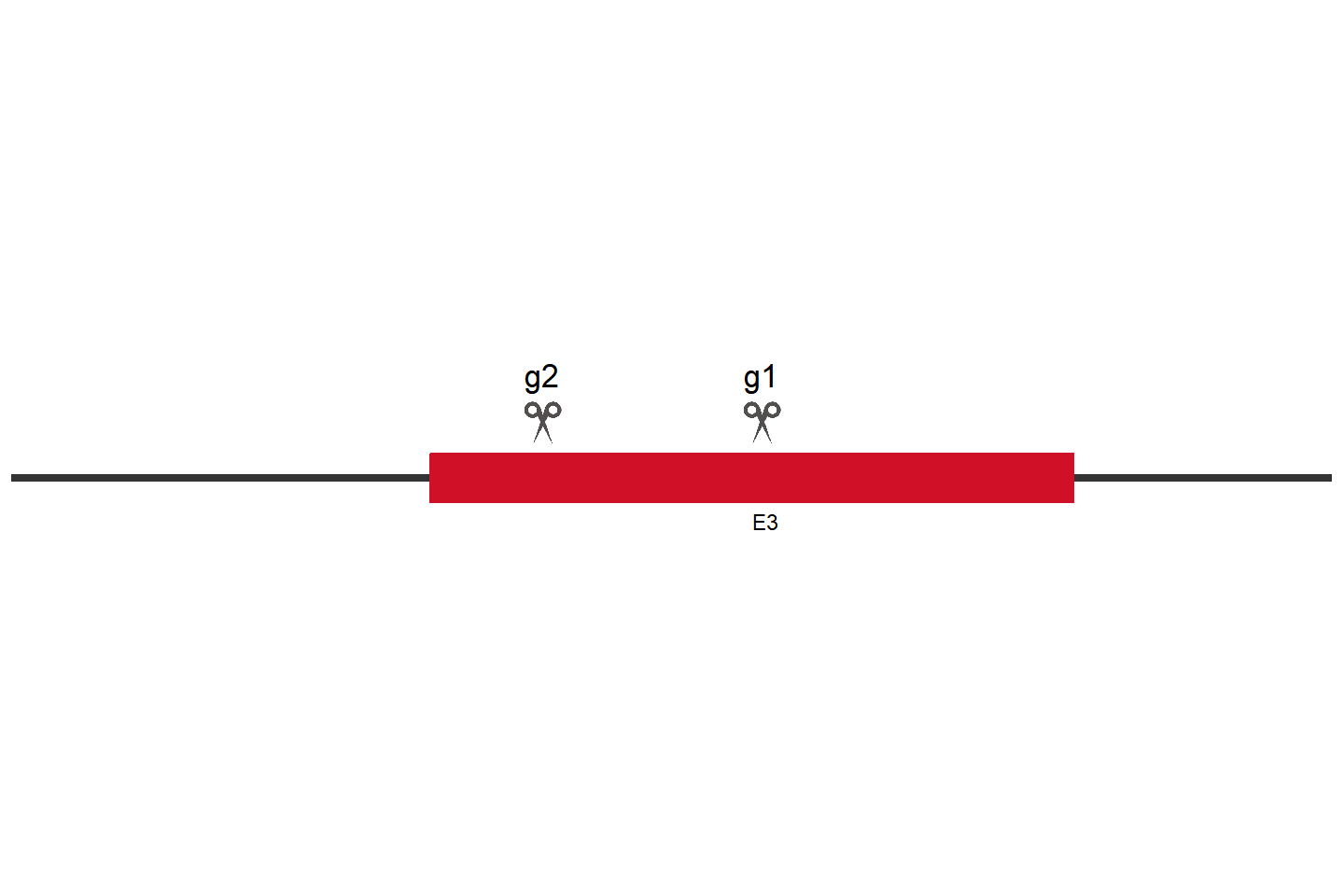 BTBD9 Knockout cell line (A549) Target region