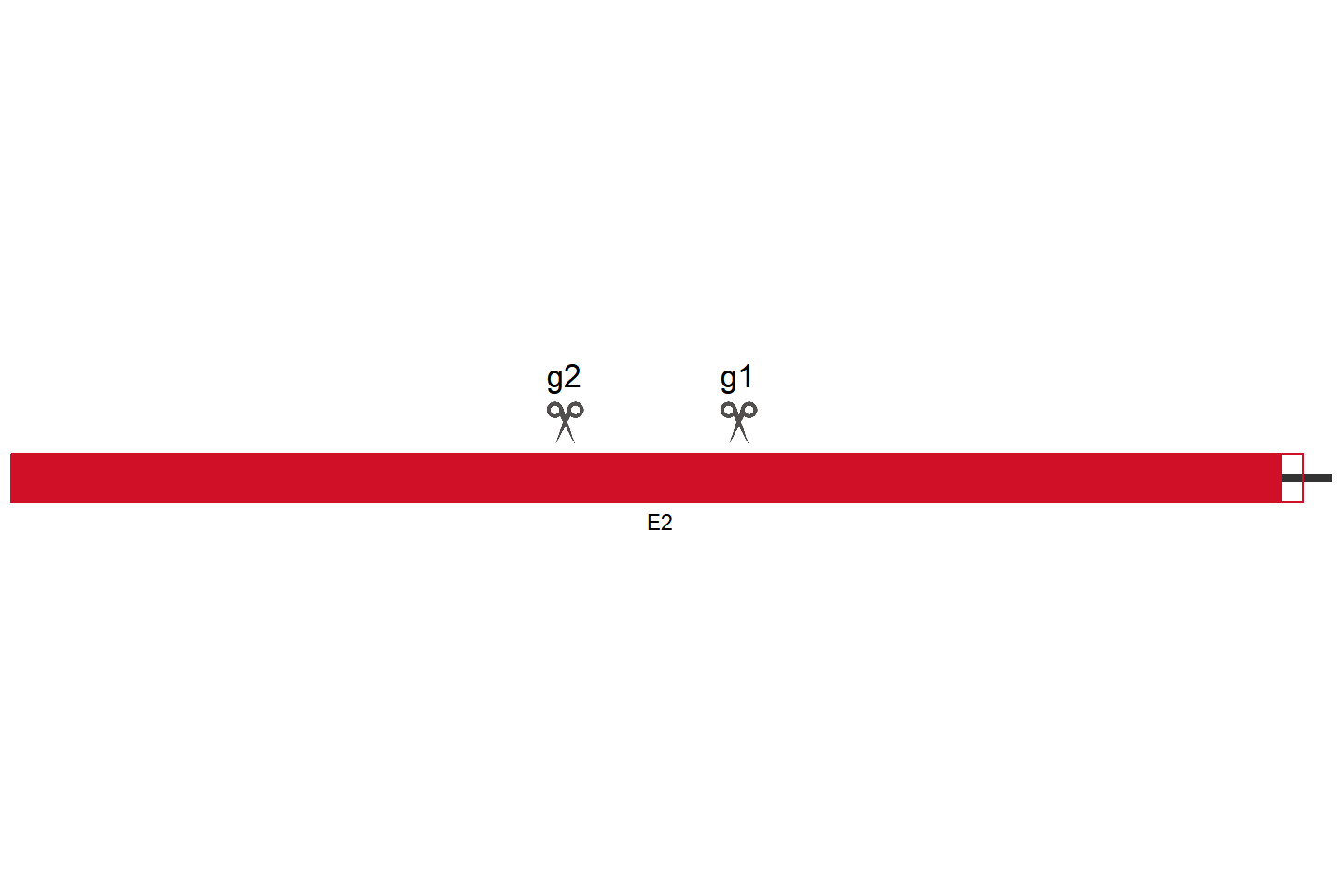 CCDC80 Knockout cell line (A549) Target region