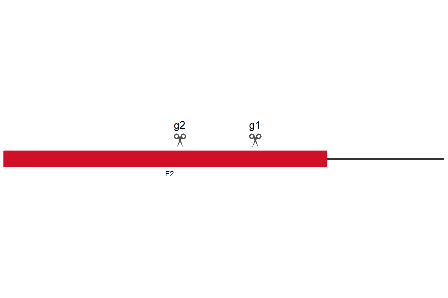 CDYL Knockout cell line (A549) Target region