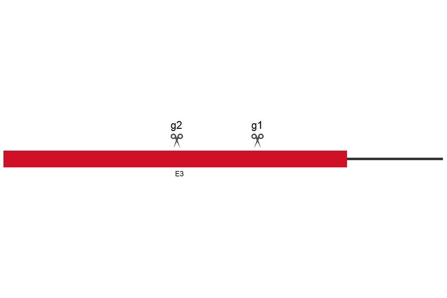 CPHXL2 Knockout cell line (HEK293) Target region