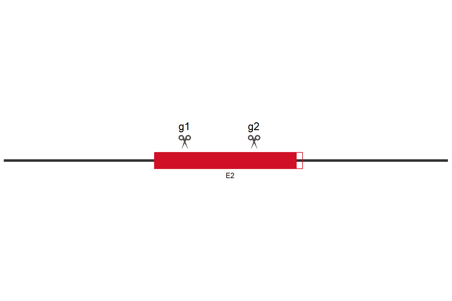 DUS1L Knockout cell line (A549) Target region