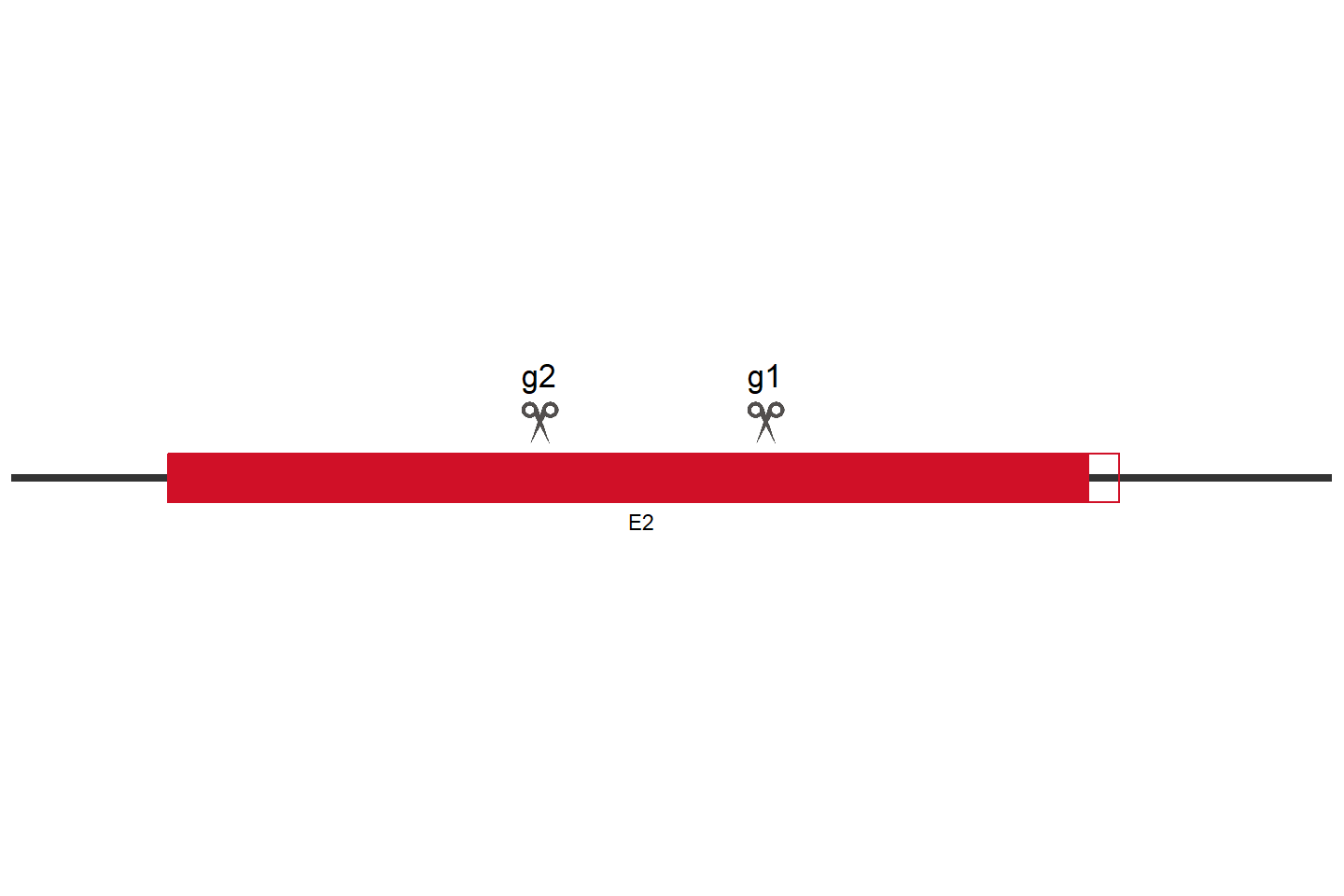 ERAP1 Knockout cell line (A549) Target region