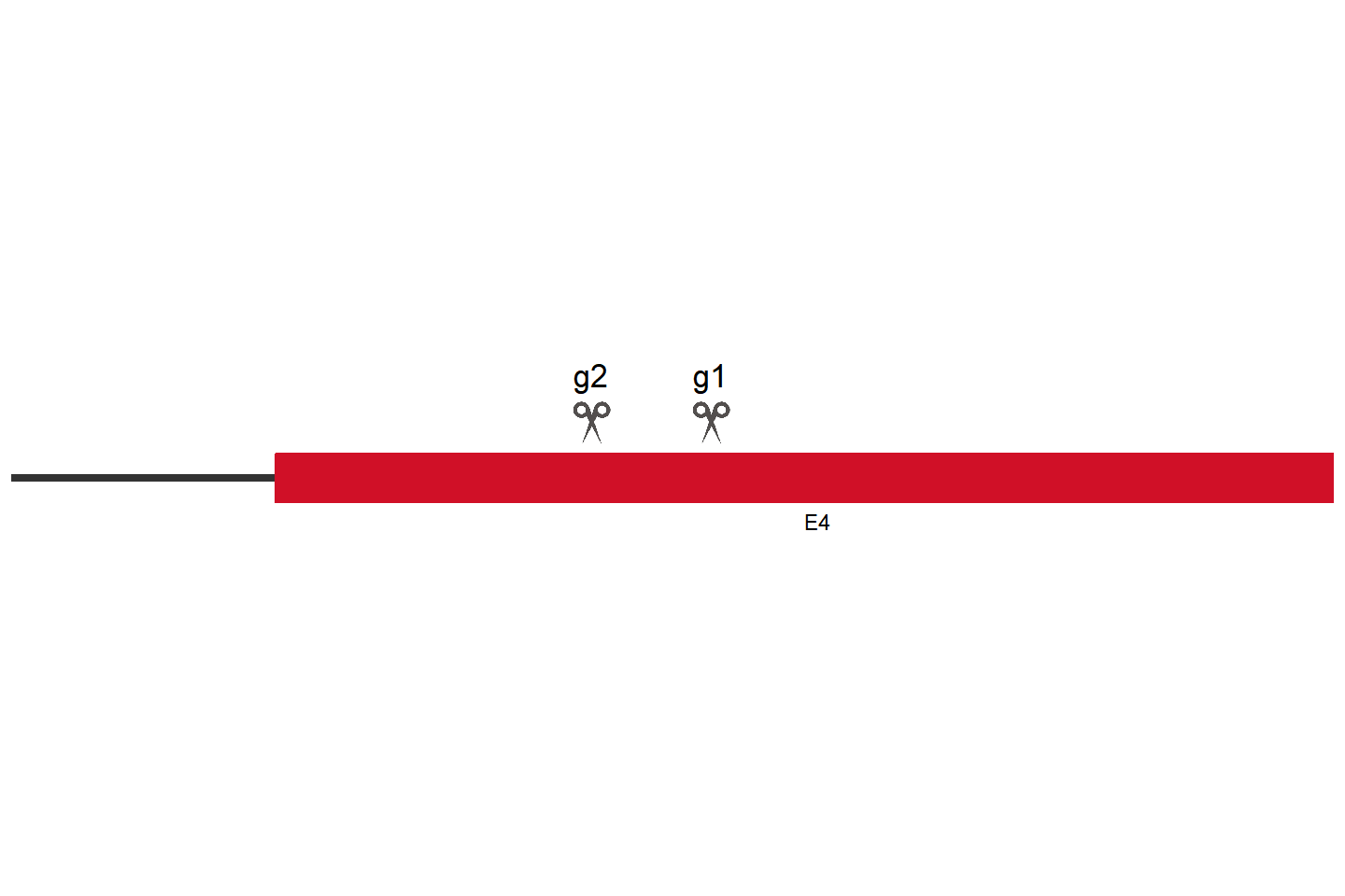 FAM111B Knockout cell line (HEK293) Target region