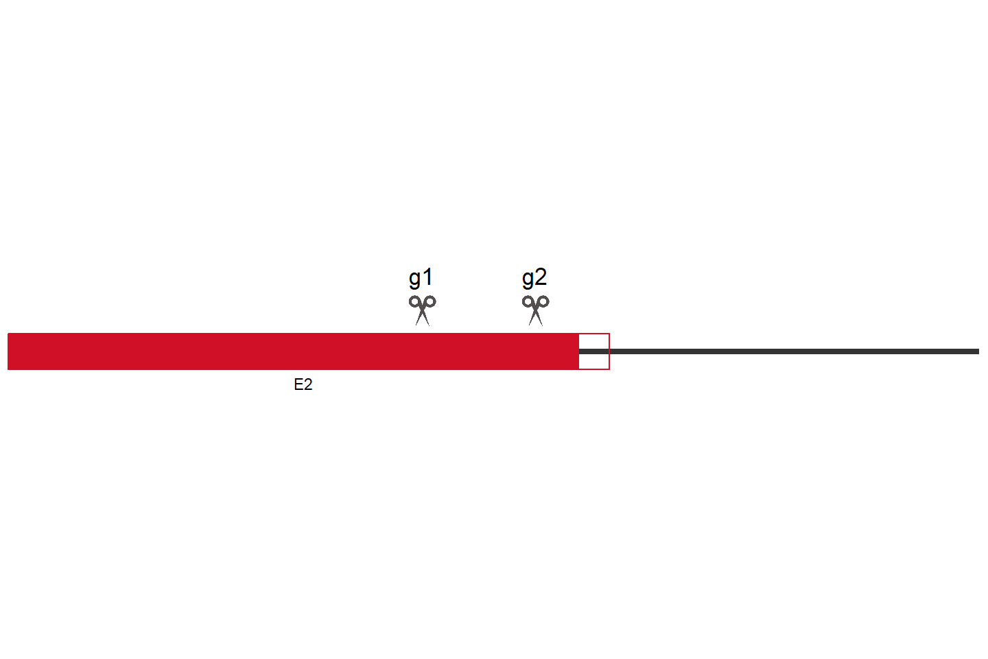 GJB2 Knockout cell line (HEK293) Target region