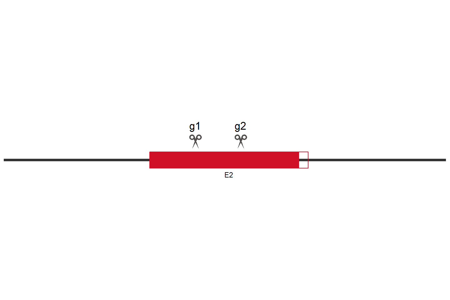 GSDMB Knockout cell line (A549) Target region