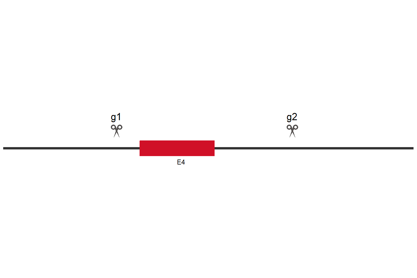 LIPA Knockout cell line (HEK293) Target region