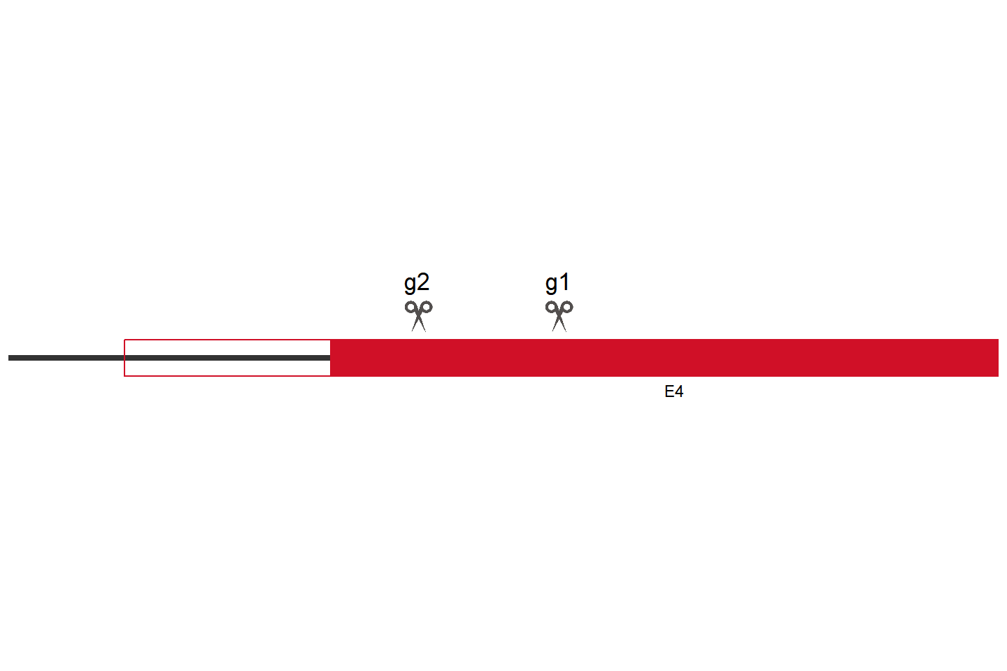 MSANTD7 Knockout cell line (HCT 116) Target region