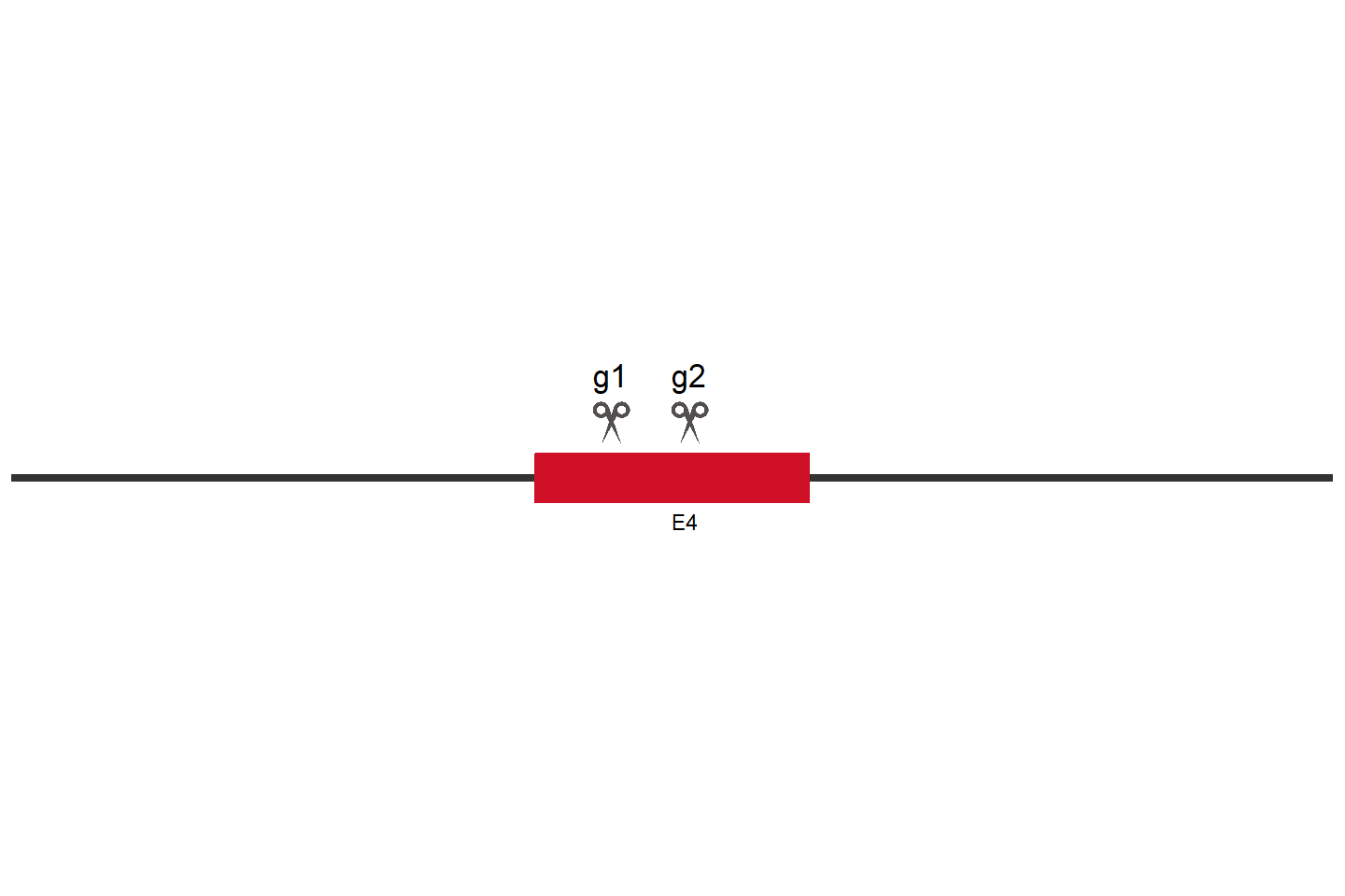 NR1H2 Knockout cell line (HeLa) Target region