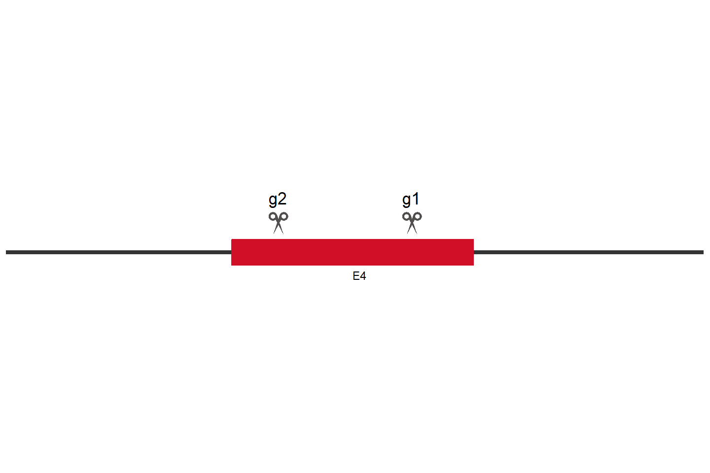 NR1H3 Knockout cell line (A549) Target region