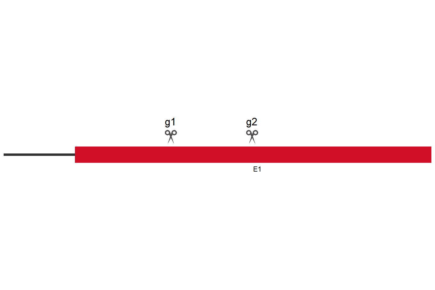 OR11H7 Knockout cell line (HEK293) Target region