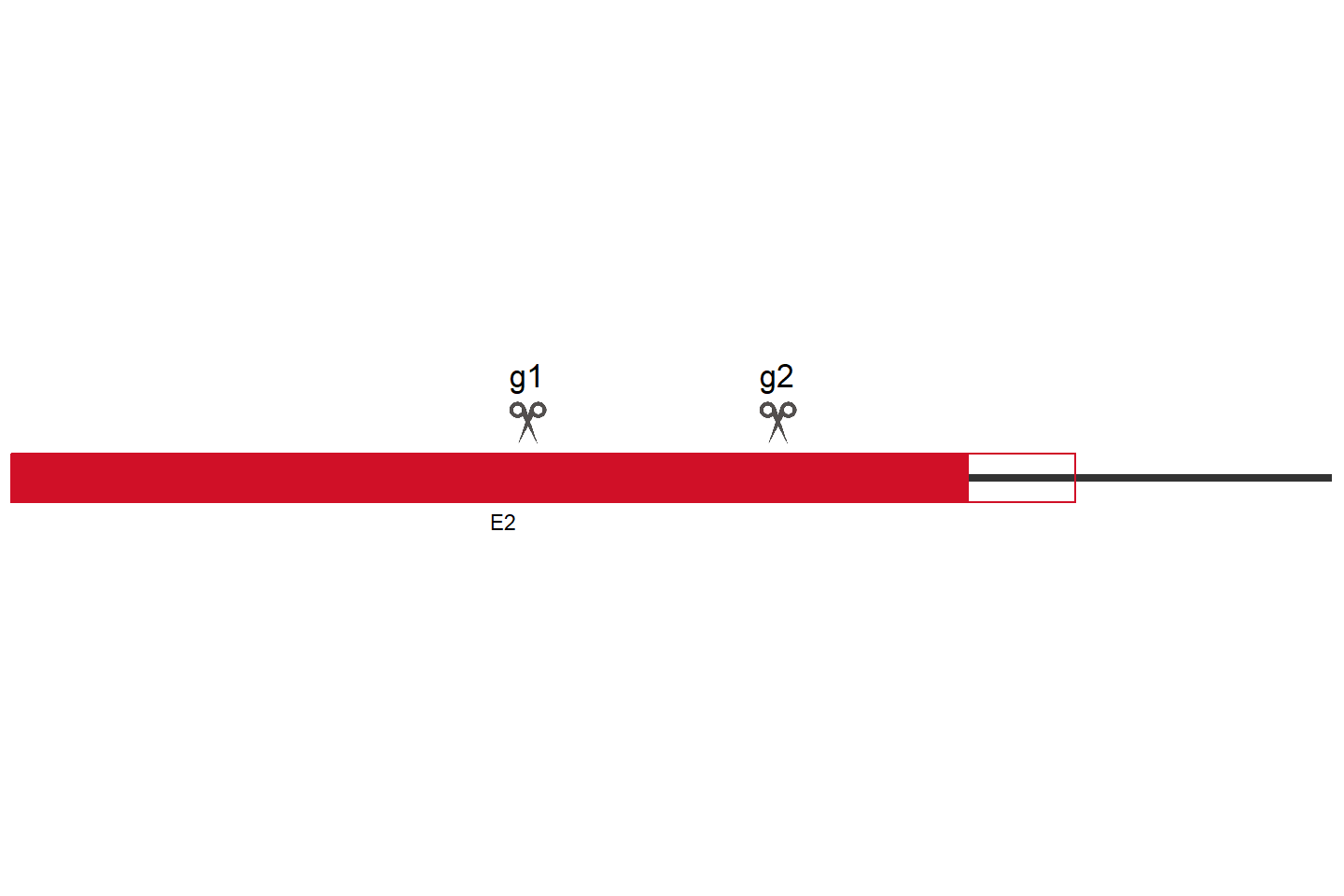 PIGA Knockout cell line (HEK293) Target region