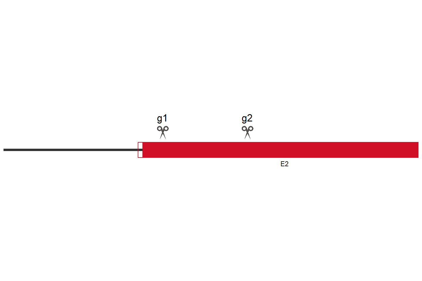 PIGW Knockout cell line (HCT 116) Target region