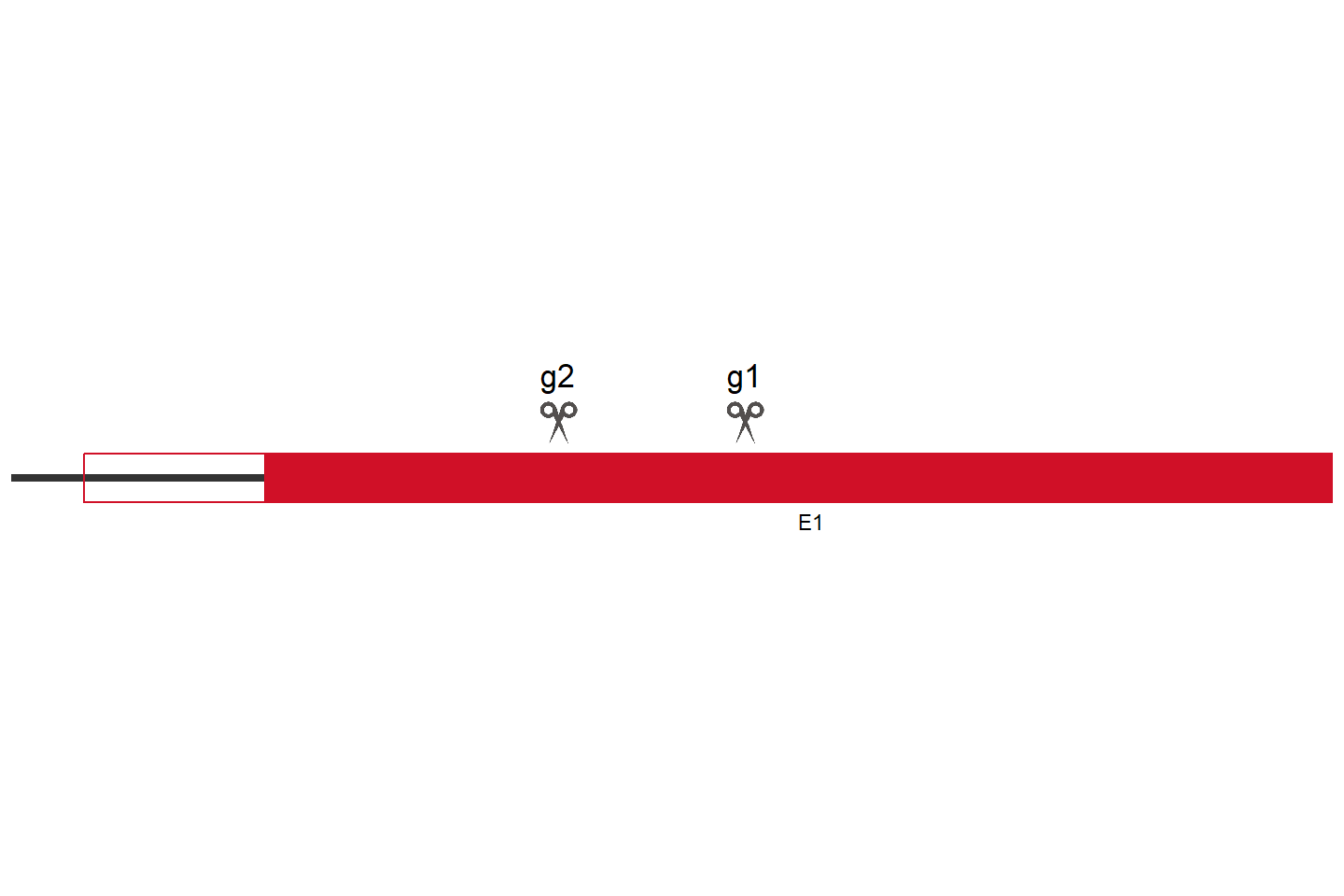 PKD2 Knockout cell line (HeLa) Target region