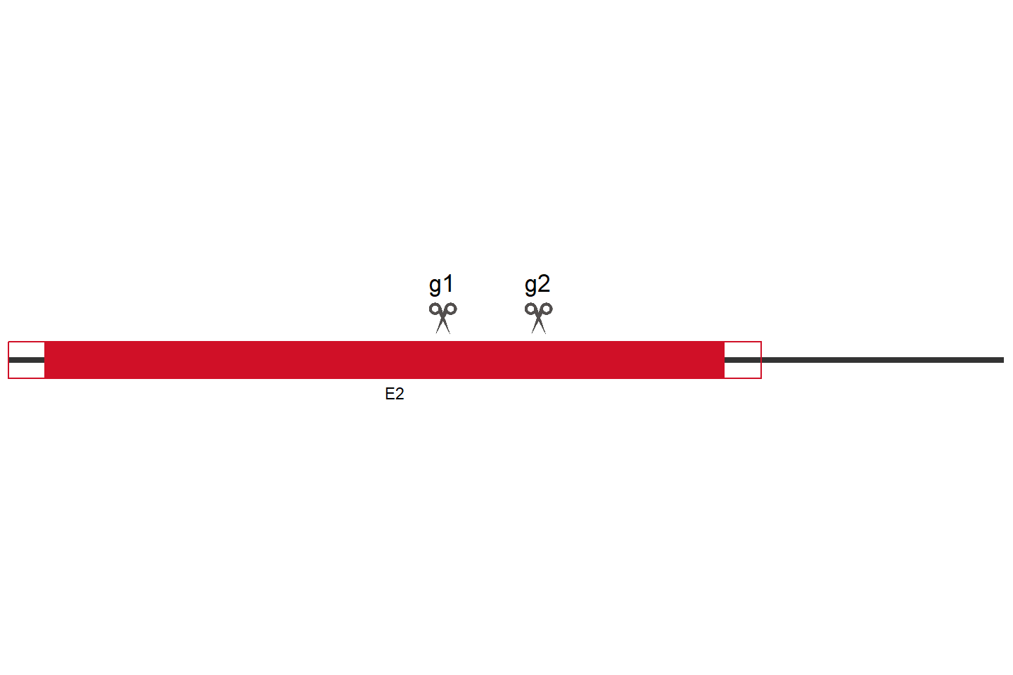 RNASE1 Knockout cell line (A549) Target region