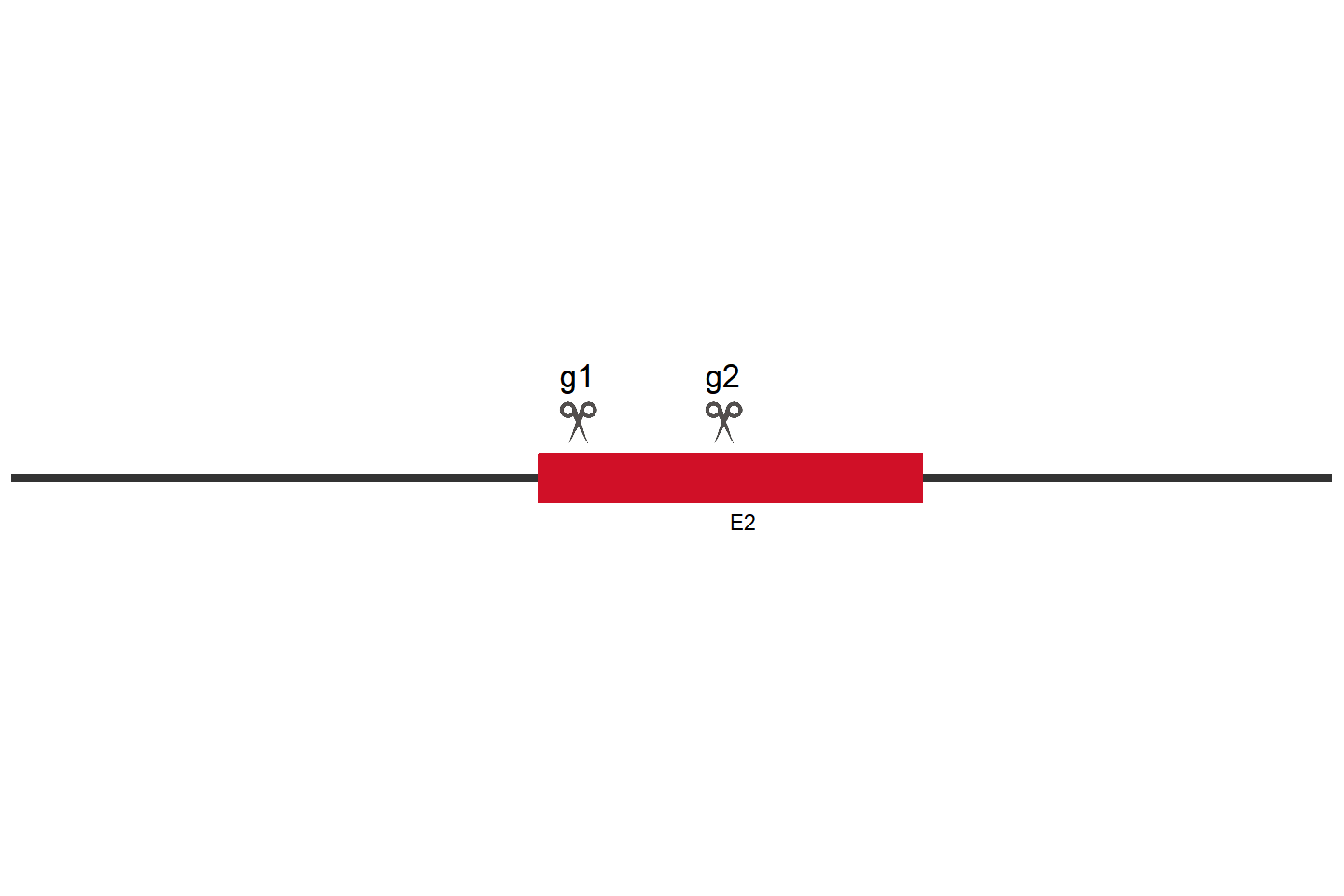 SELENOO Knockout cell line (A549) Target region