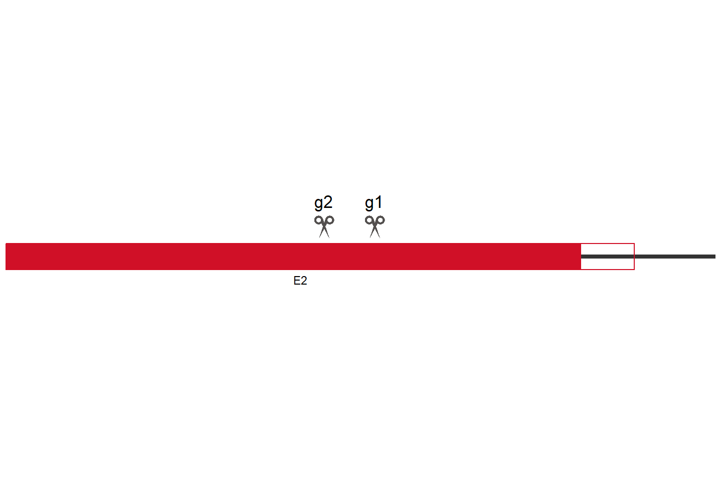 SOCS1 Knockout cell line (HEK293) Target region