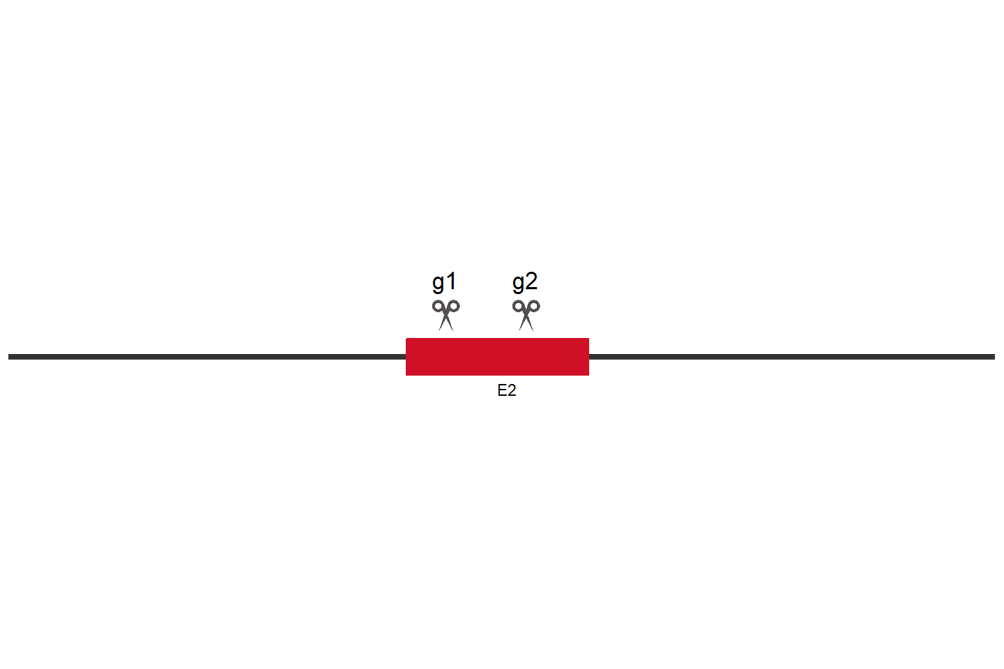 SPAG5 Knockout cell line (A549) Target region