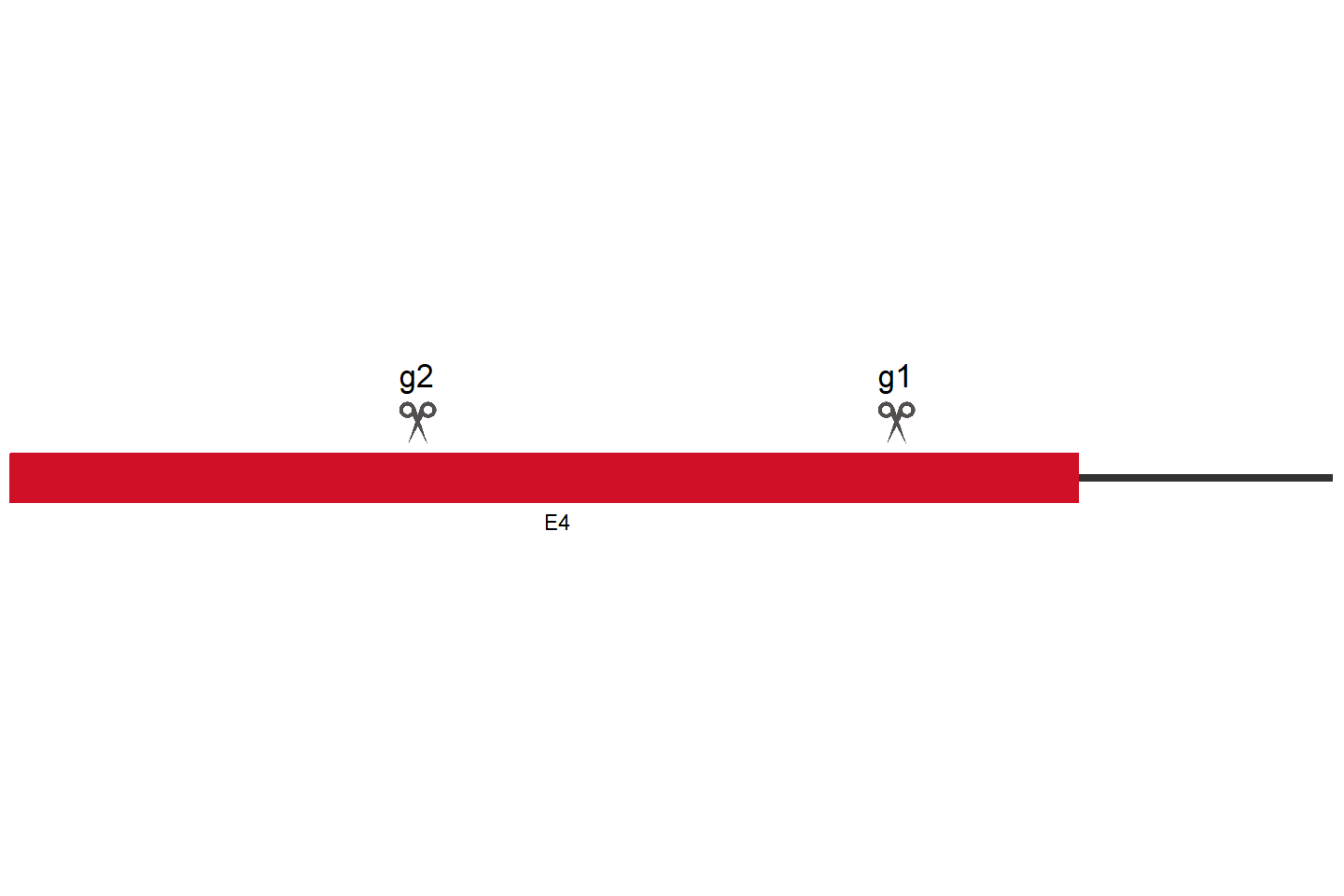 SPATA31C2 Knockout cell line (HCT 116) Target region