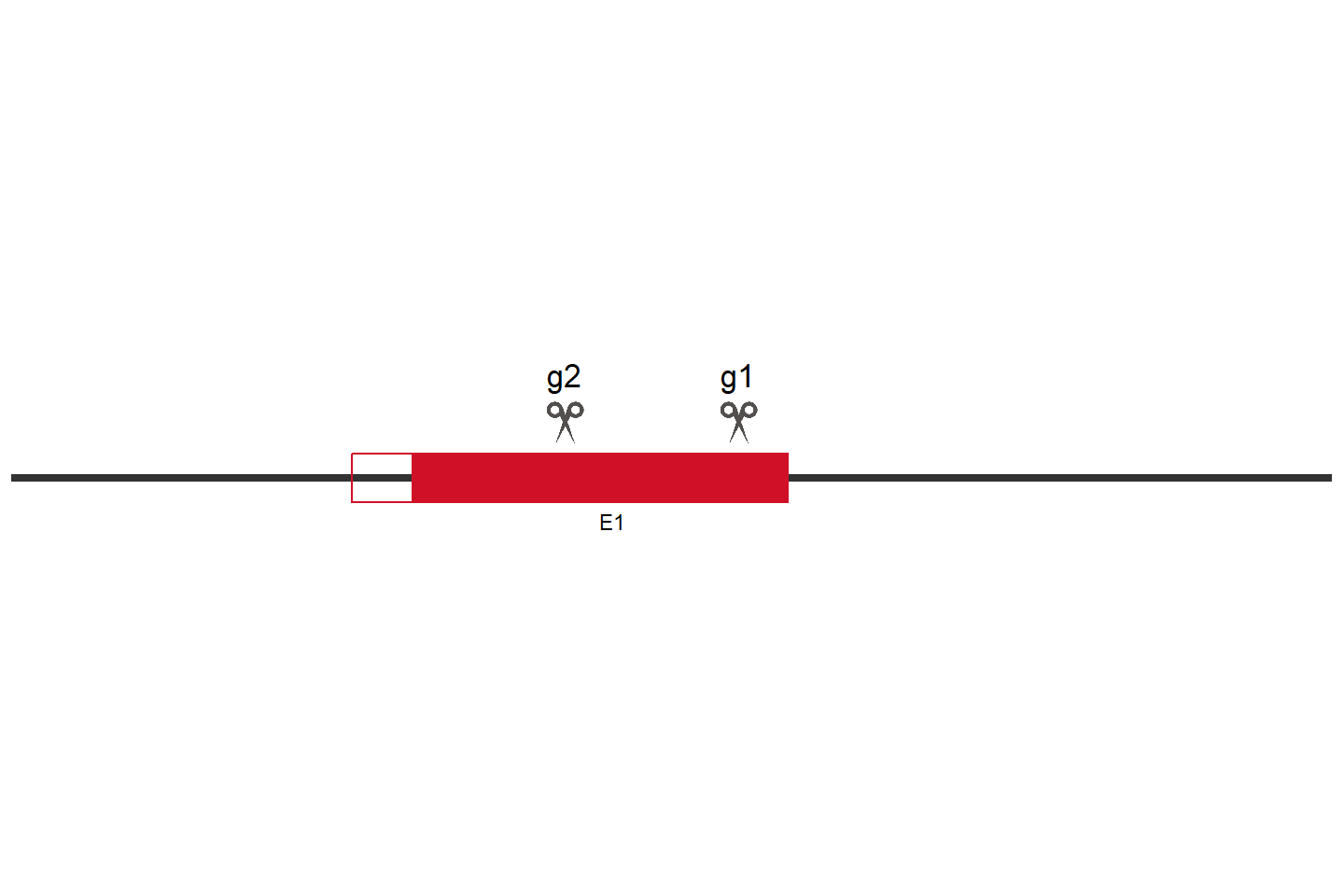 SQSTM1 Knockout cell line (A549) Target region