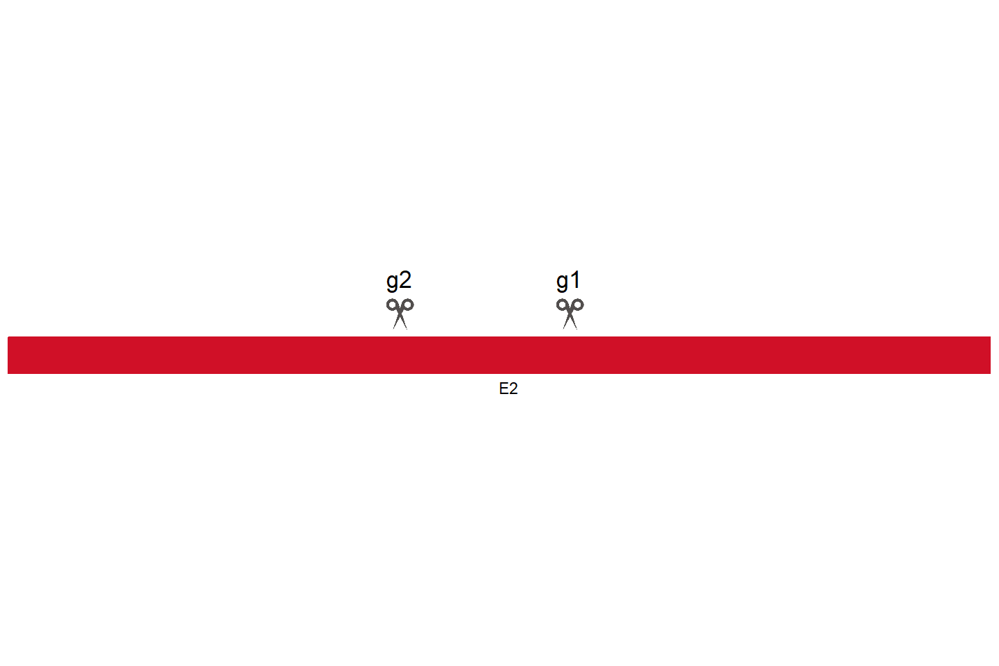 TOR4A Knockout cell line (HCT 116) Target region