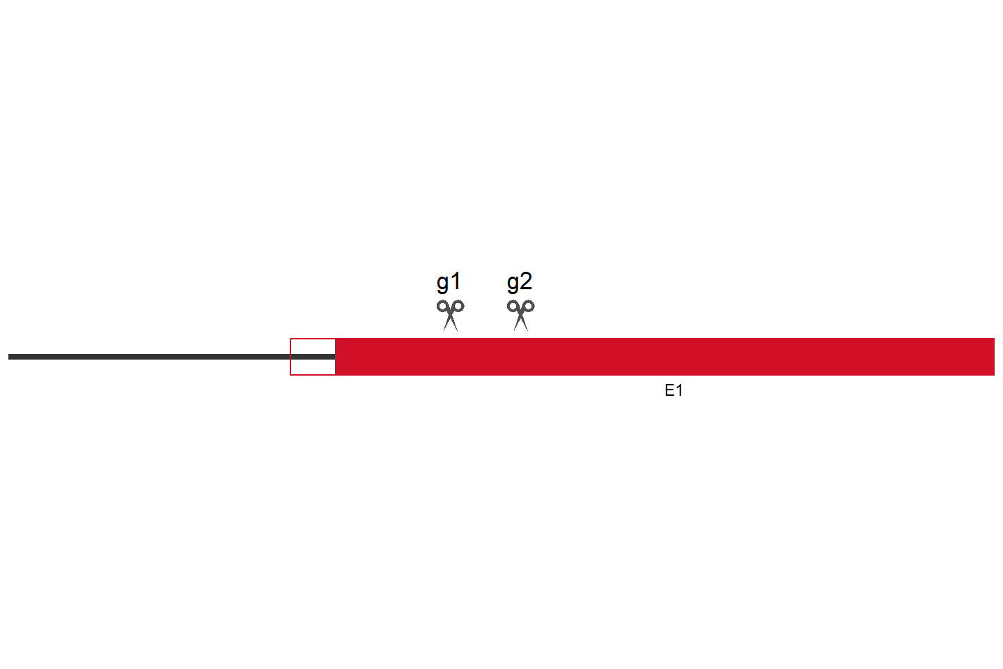 UBE2NL Knockout cell line (HeLa) Target region