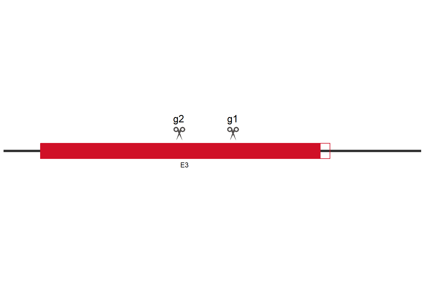 WDR53 Knockout cell line (HCT 116) Target region