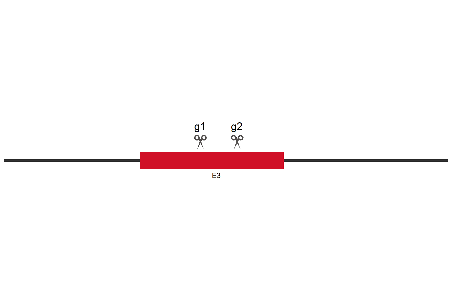 ZC3H4 Knockout cell line (HeLa) Target region