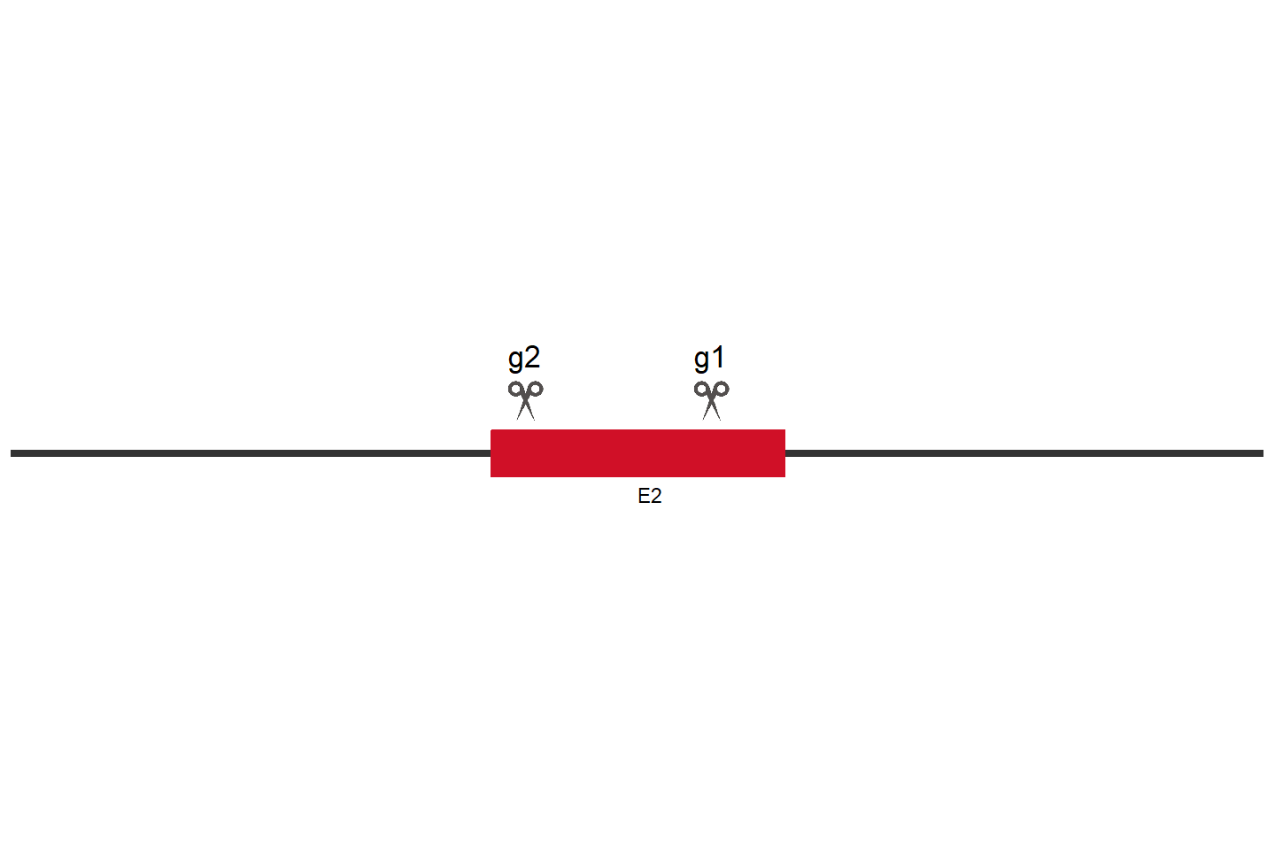 ZC4H2 Knockout cell line (HEK293) Target region