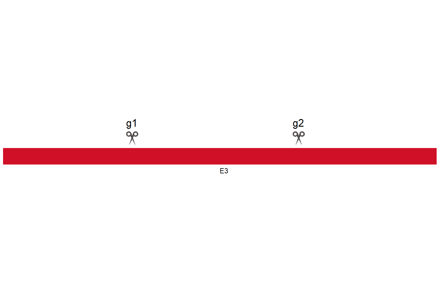 ZNF770 Knockout cell line (HCT 116) Target region