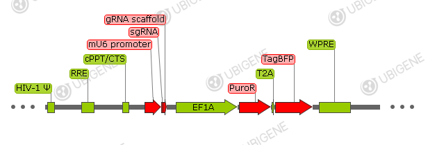 pCRISPRia-v2 vector formula