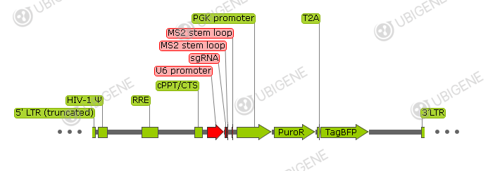 pKVL2-U6gRNA_SAM(BbsI)-PGKpuroBFP-W vector formula