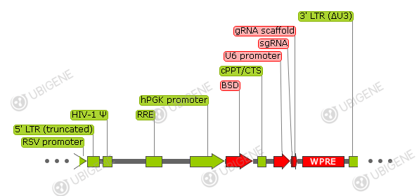 pLX-sgRNA vector formula