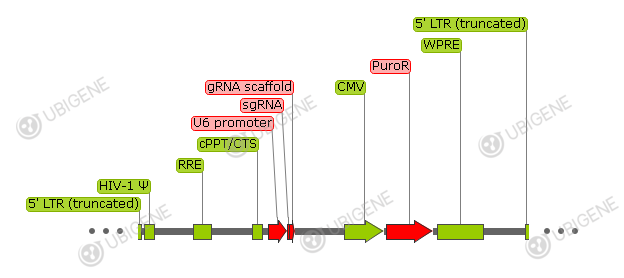 pLenti-sgRNA(lib)-puro vector formula