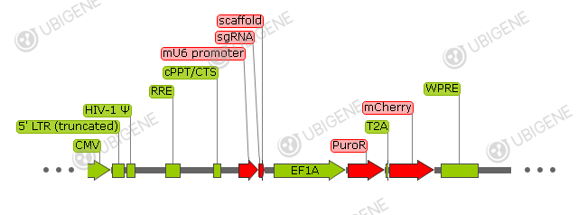 pMCB320 vector formula