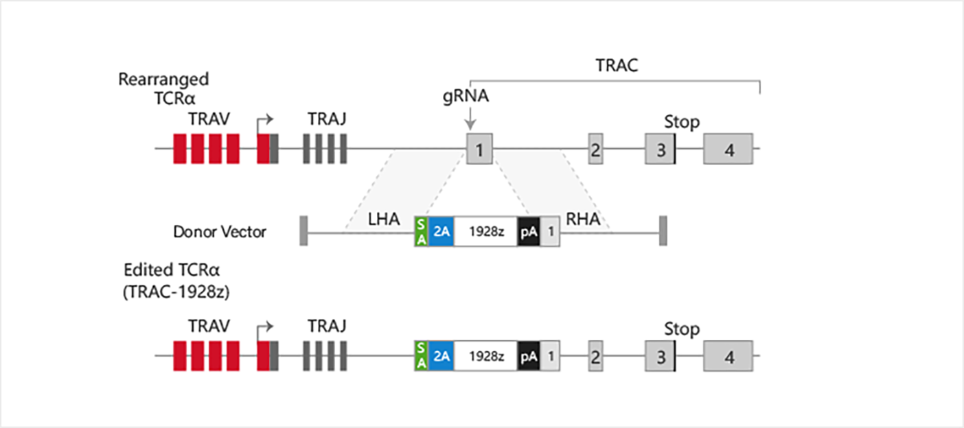 CRISPR/Cas9 mediated CAR gene integrated into TARC site.1928z is a CD19 specific CAR sequence.