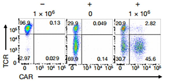 TCR/CAR flow plots.4 days after co-transfection of Cas9, gRNA and donor vector, CAR proteins were detected.