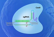 Expert Insights | Understanding Common Methods for Point Mutation Research