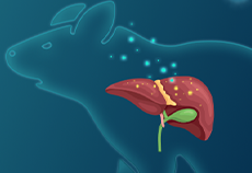 Ubigene’s AAV Helps Reveal New Perspectives in Non-Alcoholic Fatty Liver Disease Treatment