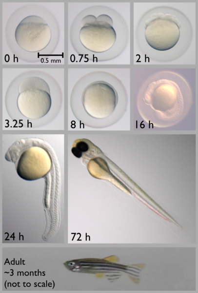 Different Stages of Zebrafish
