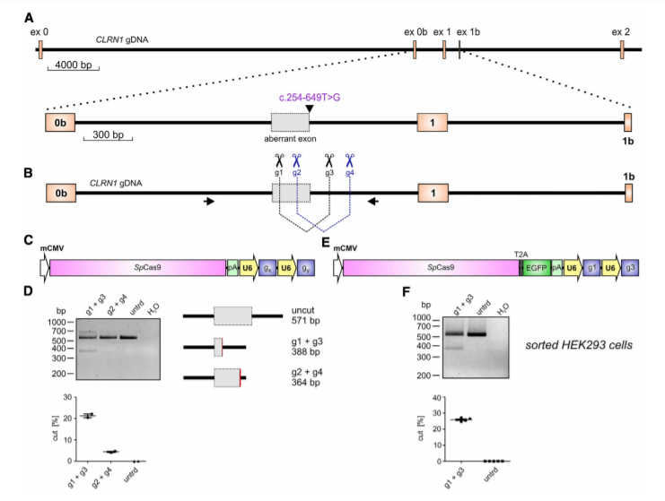CRISPR-Cas9-Mediated CLRN1 Editing