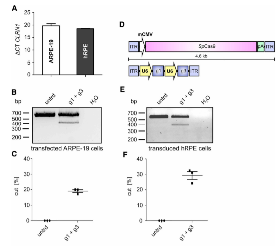 CRISPR-Cas9-Mediated CLRN1 Gene Editing in Transfected ARPE-19 and rAAV Transduced Human RPE Cells.